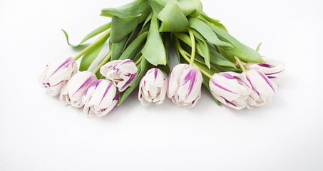 spring flowers on a white background in the studio. tulips