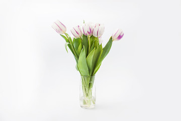 spring flowers on a white background in the studio. tulips