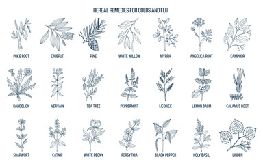 Fototapeta na wymiar Collection of natural herbs for colds and flu