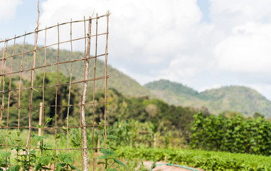 Fototapeta premium Cultivation of cucumbers in the garden, Luang Prabang, Laos. Copy space for text.