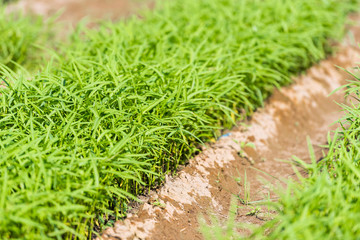 Green grass growing in the garden, Luang Prabang, Laos.