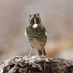 White-throated Rock Thrush Bird