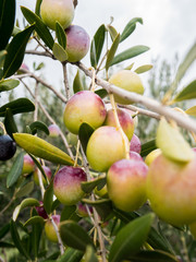 Ripe organic olives on tree
