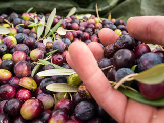 Workers hand full of olives