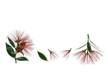 pohutukawa tree flowers isolated on white background with copy space