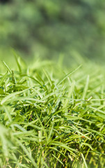 Green grass growing in the garden, Luang Prabang, Laos. Vertical.