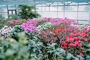 Beautiful blossom of azaleas flowers.