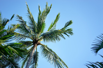 Obraz na płótnie Canvas Coconut palms against blue sky.