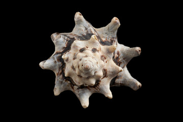 Seashell isolated on a black background.