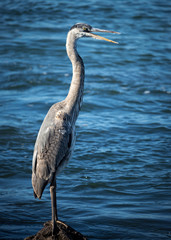 Great Blue Heron perching by calm harbor waters