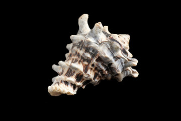 Seashell isolated on a black background.