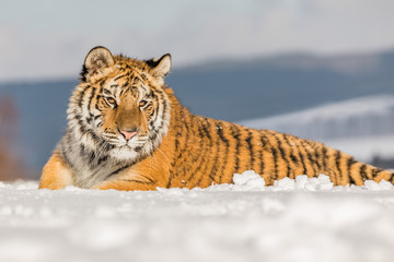 Tiger portrait in cold winter. Tiger in wild winter nature. Action wildlife scene, danger animal.