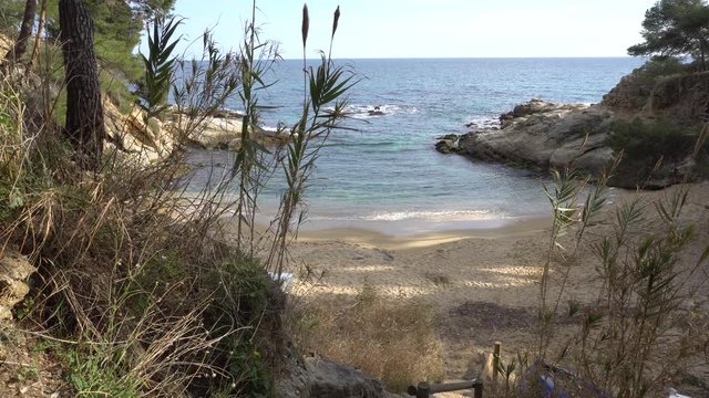une plage dans une petite crique avec des roseaux sur la costa brava