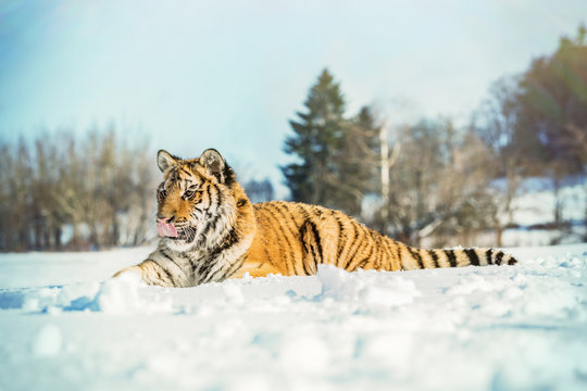 Tiger portrait in cold winter. Tiger in wild winter nature. Action wildlife scene, danger animal.