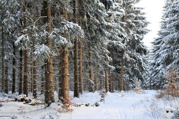 Winterwald am Rennsteig