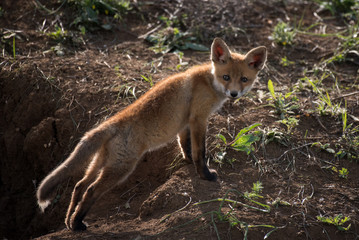 Little Fox near his hole