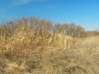 Fototapeta premium 冬の江戸川河川敷風景