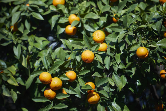 mandarin tree with ripe mandarines