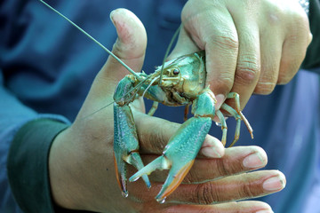 prawn or shrimp on a man hand