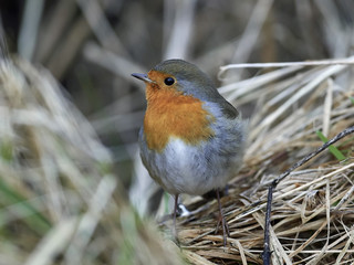 European robin (Erithacus rubecula)
