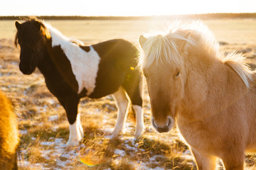 Fototapeta premium Portrait of beautiful Icelandic horses on winter sunset field background. Icelandic nature. Sunset backlight.