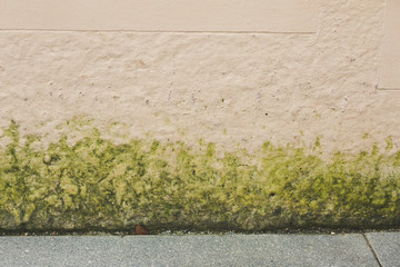 Green moss on wall looking like grass.