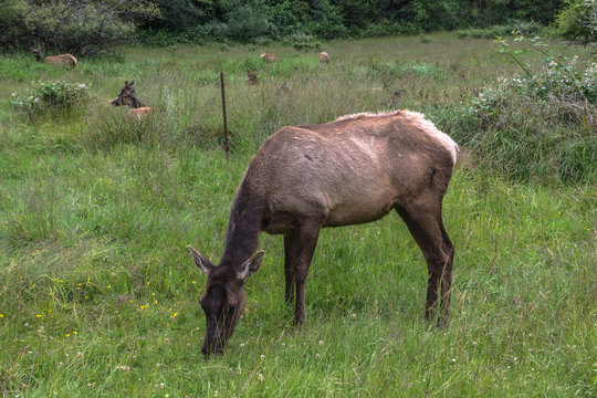 Fototapeta Deer in Oregon