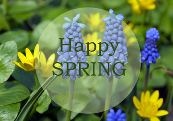 Happy Spring.Bright spring flowers background with text.Springtime concept.Selective focus.