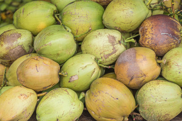 Tropical exotic raw fresh coconut.