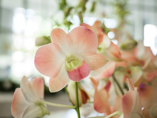 Orchid flower in orchid garden at winter for postcard beauty and agriculture idea concept design....