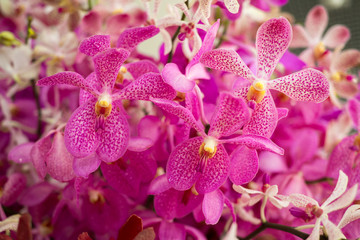 Orchid flower in orchid garden at winter for postcard beauty and agriculture idea concept design. Orchid flower growing in thailand farm.