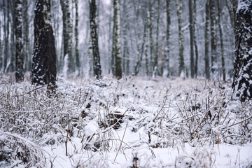 Snow-covered grass in city park