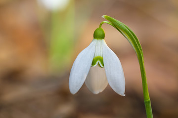 Spring snowdrop flowers blooming in sunny day