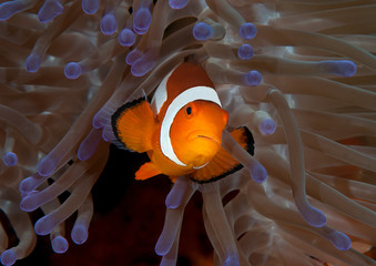 Ocellaris clownfish ( Aphiprion ocellaris ) or false clown anemonefish shelters itself among the...