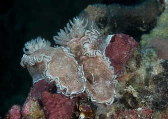 Nudibranch glossodoris ( Glossodoris hikuerensis ) crawling on coral reef of Bali, Indonesia