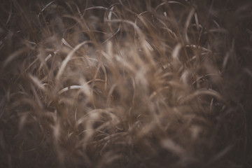 Dried reed background. 