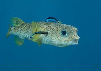Porcupine pufferfish (diodon hystrix) being cleaned by cleaner fish (labroides dimidiatus) at cleaning station , Bali, Indonesia © Hans Gert Broeder