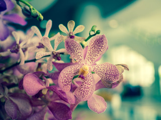Orchid flower in orchid garden at winter for postcard beauty and agriculture idea concept design....