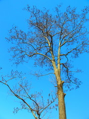 花を付けたハンノキ