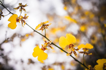 Orchid flower in orchid garden at winter for postcard beauty and agriculture idea concept design. Orchid flower growing in thailand farm.