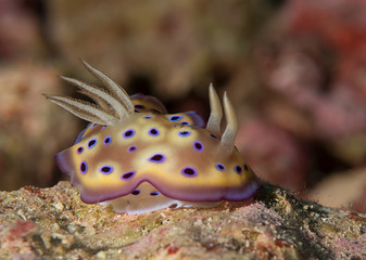 Kune's chromodoris ( Chromodoris kuniei ) nudibranch crawling on coral reef of Bali, Indonesia