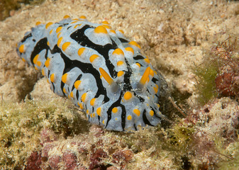 Phyllidia varicosa nudibranch crawls across the seafloor of Bali, wide-angle