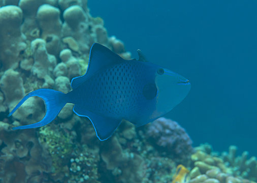 Red-toothed triggerfish ( Odonus niger ) swimming over coral reef of Bali, Indonesia