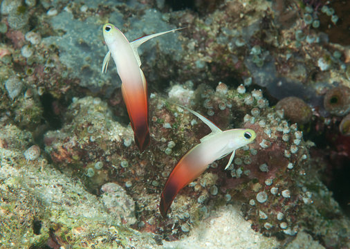 Two Fire dartfish ( Nemateleotris magnifica ) synchronized swimming above corals of Bali