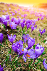 Purple crocus flowers in snow awakening in spring