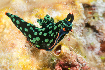 Nembrotha dorit Nudibranch, neon slug, Nembrotha kubaryana moves on coral of Bali