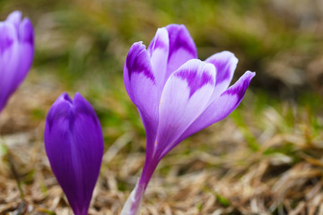 Purple crocus flowers in snow awakening in spring