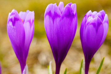 Purple crocus flowers in snow awakening in spring