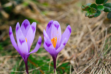 Purple crocus flowers in snow awakening in spring
