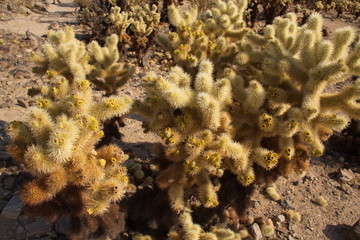Silver cholla plant in Joshua Tree National Park in California in the USA
